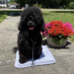 Jellybean - Shihpoo