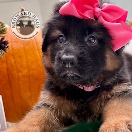 5 - Pink Collar - Black female German Shepherd puppy in Davie, Florida from Vom Broward Haus