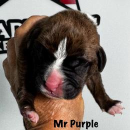 Mr Purple - Brindle male Boxer puppy in Palm Coast, Florida from Starlight Boxer Corner
