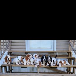 Basset Hound Puppies from Twin Creek Acres