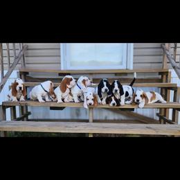 Basset Hound Puppies from Twin Creek Acres