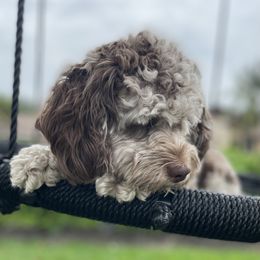 Yoshi - Cockapoo