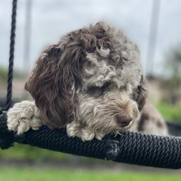 Yoshi - Cockapoo