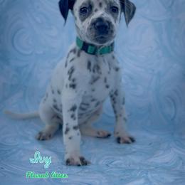 Ivy - White and black female Dalmatian puppy in Whitwell, Tennessee from Rock a Dalmatian “RockADal”