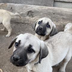 Little foot - Yellow male Black Mouth Cur puppy in Warsaw, Missouri from Heritage Cow Dogs