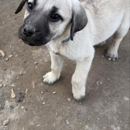 Little foot - Yellow male Black Mouth Cur puppy in Warsaw, Missouri from Heritage Cow Dogs