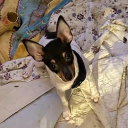 Misty Pup A - White black and tan male Toy Fox Terrier puppy in Clermont, Florida from Debbie Hiles's Toy Fox Terriers