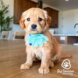 Daphe - Cream female Goldendoodle puppy in Utah County, Utah from Big Hearted Breeders