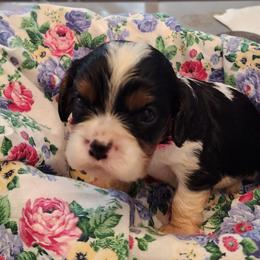 Hearts choice - Tri-color female Cavalier King Charles Spaniel puppy in Albany, Oregon from Hit Parade Cavaliers