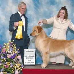 Golden Retriever adult dog