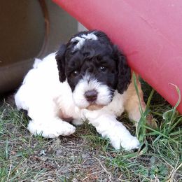 Labradoodle Puppies from Ocean View Labradoodles