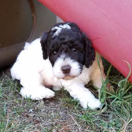Labradoodle Puppies from Ocean View Labradoodles