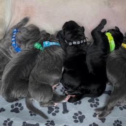 3rd pick - Gray male Cane Corso puppy in Clewiston, Florida from Far From Average Kennels