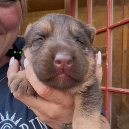 Mocha - Liver female German Shepherd puppy in Louisville, Kentucky from Haus of Beautiful Chaos German Shepherds