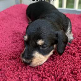 AKC wirehair black n Tan - Black and tan female Dachshund puppy in Helenville, Wisconsin from Remarkable Doxies