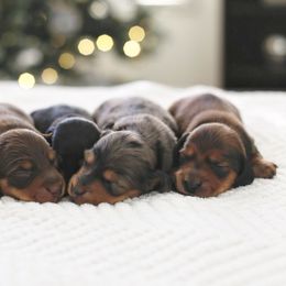 Dachshund Puppies from Dream Dachshunds