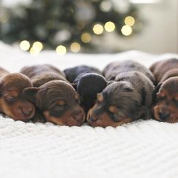 Dachshund Puppies from Dream Dachshunds