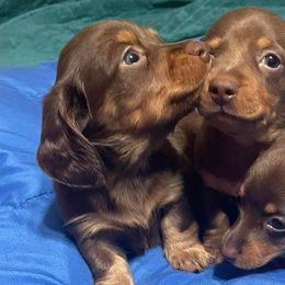 Dachshunds and Pugs from M&M Dachshunds and Pugs