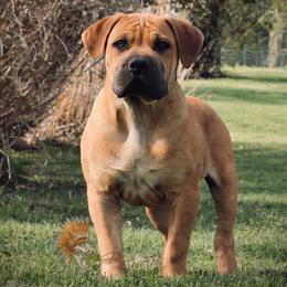 GOKU - Red male Boerboel puppy in Pennsylvania from Cold River Boerboels