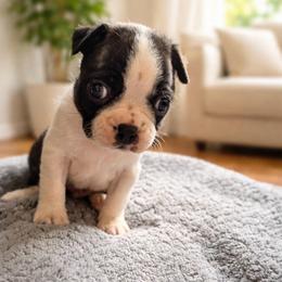 Benny - Black and white male Boston Terrier puppy in Kentucky from Graceful Paws