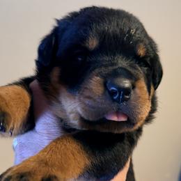 Melvin - Black and mahogany male Rottweiler puppy in Hillsville, Pennsylvania from German Select Rottweilers