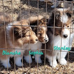 Shetland Sheepdog Puppies from LUANN BUEHNEMAN