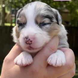 Ahri (long tail) - Blue merle female Australian Shepherd puppy in Jacksonville, Florida from Solace Australian Shepherds