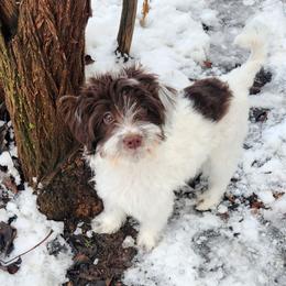 Willie - Brown and white male Cockapoo puppy in Ellensburg, Washington from Dawn to Dusk Cockapoos