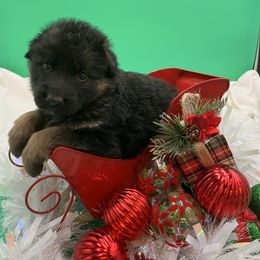Snowflake - Black and tan female German Shepherd puppy in Walla Walla, Washington from Silver Knight Shepherds