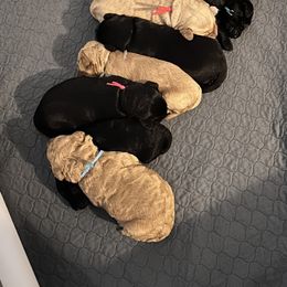 Goldendoodle Puppies from Muddy Acre Pups