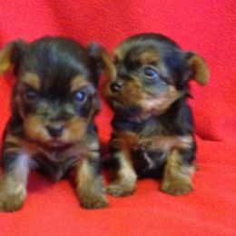 Yorkshire Terrier Puppies from Earthmountain Yorkies