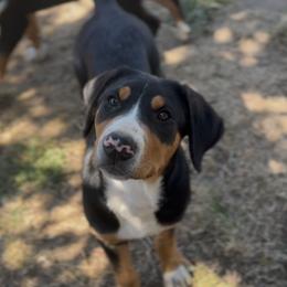 Teal girl - Black, white and red female Greater Swiss Mountain Dog puppy in Woodland, Washington from Woodland Swissie’s