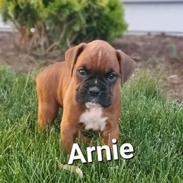 Arnie - Fawn male Boxer puppy in Newville, Pennsylvania from Zimmerman's Pets