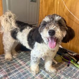 Arthur - Black and white male Havanese puppy in Hamptonville, North Carolina from Alabama Havanese Kennel Tidewater Kennel