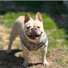 Daisy 🌼 - French Bulldog