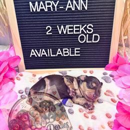 Mary Ann - Chocolate and cream female Dachshund puppy in Lufkin, Texas from Paw-some Doxies