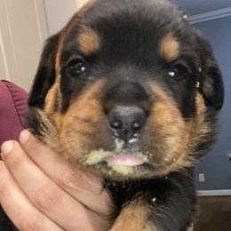 Boy 2 - Black and mahogany male Rottweiler puppy in Linthicum, Maryland from Of The Saints Rottweilers