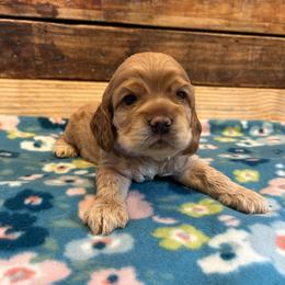 Purple Collar Girl - Buff female Cocker Spaniel puppy in Simms, Texas from Clayton’s Cocker Spaniels