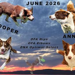 Border Collie puppies from Frozen Border Collies