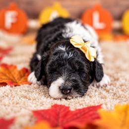 Maple Mae - Tri-color female Bernedoodle puppy in Erda, Utah from Country Lane Doodles