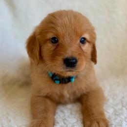 Squirt - Dark golden male Golden Retriever puppy in La Verne, California from 4LoveofGoldens