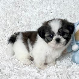AKC BART - Tricolor male Shih Tzu puppy in Greenville, South Carolina from Babyface Shih Tzu