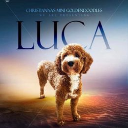 Lucas - Goldendoodle