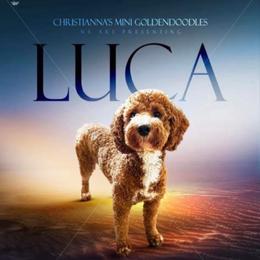 Lucas - Goldendoodle