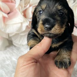 Dachshund Puppies from RRD