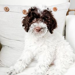 DUKE - Brown male Cavapoo puppy in American Fork, Utah from Kym's Cavapoos