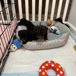 Poodle All Grown Up from Parti-Pawz