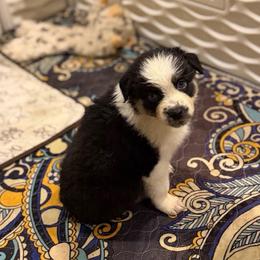Peanut - Black tri-color female Australian Shepherd puppy in Denton, North Carolina from Double R Farm Aussies