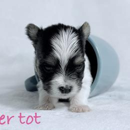 Tater Tot - Black tan and white female Biewer Terrier puppy in Cartersville, Georgia from Alpha Tiny Paws