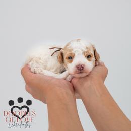 Mister Brown - Parti male Labradoodle puppy in Travelers Rest, South Carolina from Doodles of Love Labradoodles